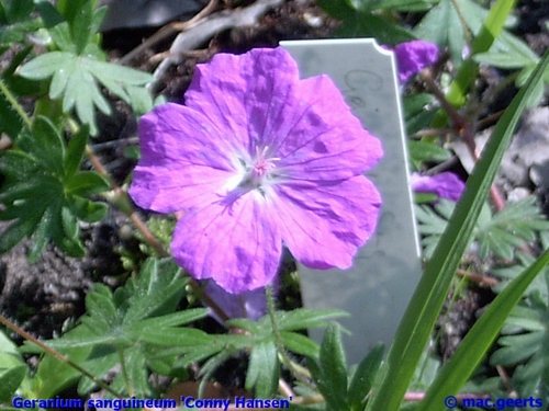 Geranium sanguineum 'Conny Hansen'